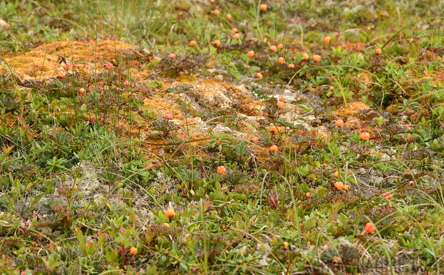 Cape Pine [200 mm, 1/800 Sek. bei f / 13, ISO 1600]